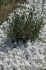 GALET BLANC DE CARRARE 15/25 15KG