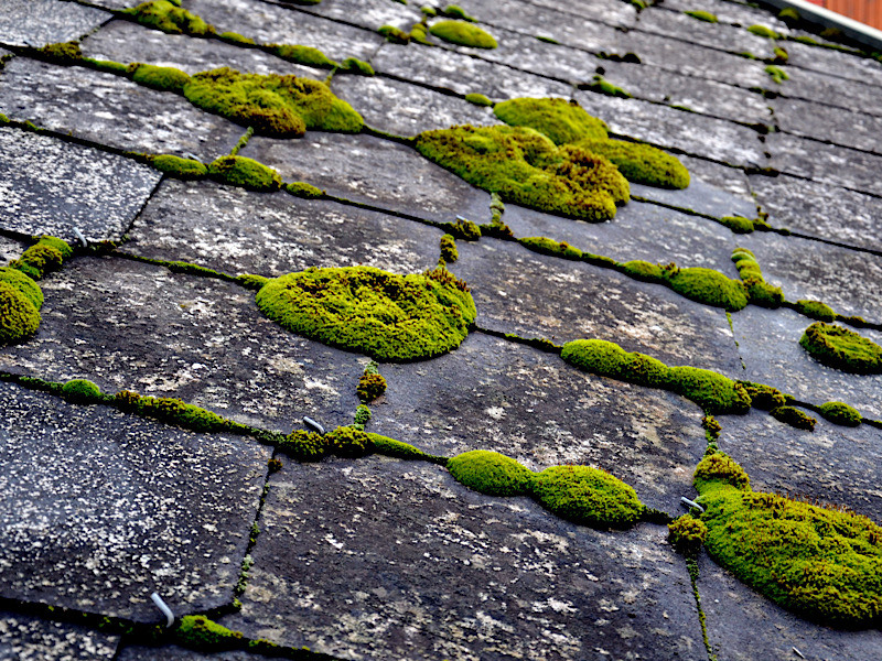 TOITURE EN ARDOISE - TRAITER LES MICRO-ORGANISMES