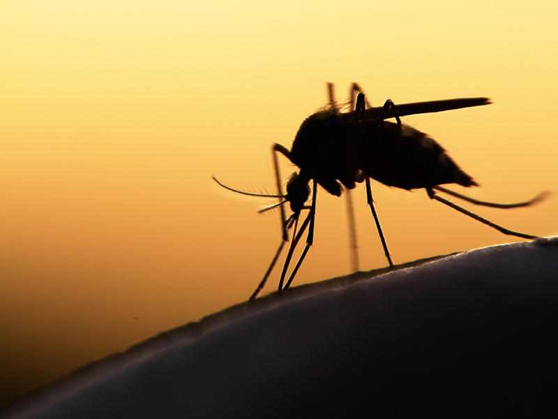 Toiture-terrasse : des solutions BMI SIPLAST pour lutter contre les moustiques